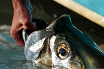 Texas Tarpon Basics